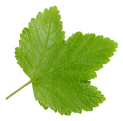 Fototapeta premium Currant leaves isolated