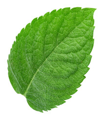 Mint leaves isolated