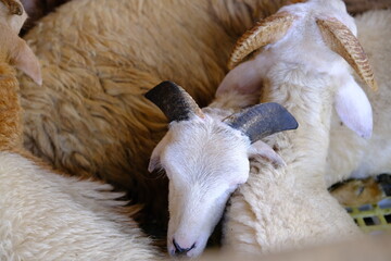 Naklejka premium Indonesian sheep with big horns in a farm
