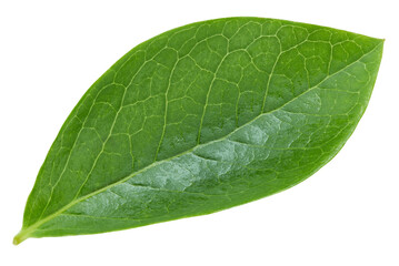 Fototapeta na wymiar Blueberry leaves isolated on white