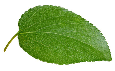 Fototapeta na wymiar Apricot leaves isolated on white