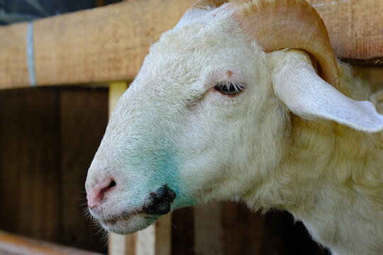 sheep infected with orf disease of the mouth isolated in a wooden cage