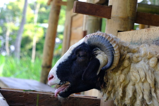 sheep infected with orf disease of the mouth isolated in a wooden cage