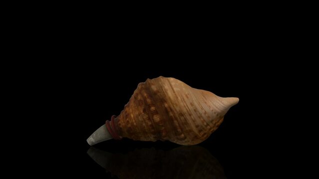 Spiral Conch turns on itself