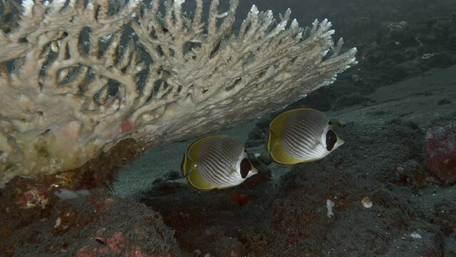 Two bright tropical fish hid under a flat coral growing on the rocky bottom of a tropical sea.
Panda Butterflyfish (Chaetodon adiergastos) 20 cm. ID: black oval spot on eye and cheek.