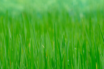 close up of green rice paddy in rice field