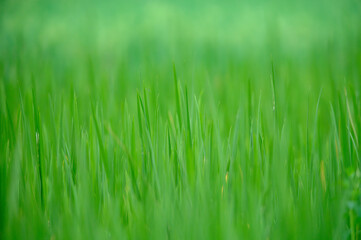 Fototapeta na wymiar close up of green rice paddy in rice field