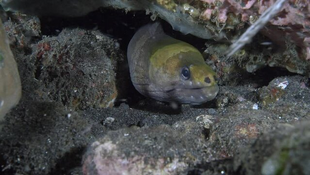 The moray eel hid under a stone lying on the tropical bottom of the sea. 
Banded Moray (Gymnothorax rueppelliae) 80 cm. ID: yellowish top of head, dark spot at mouth corner.