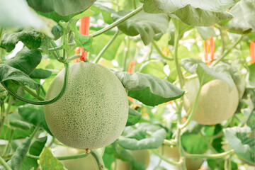 Green melons or cantaloupe melons plants growing in greenhouse.