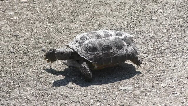 Wild Gopher Tortoise in Florida Park.