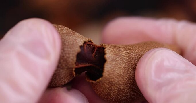 break the peel and open the fresh tamarind fruit while cooking, close-up of tamarind in the kitchen