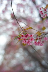 pink cherry blossom