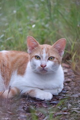 Fototapeta premium cat on the grass