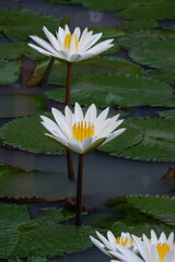 lotus in pool