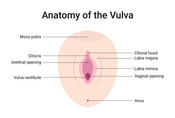 Anatomy of the Vulva Medical Vector Illustration