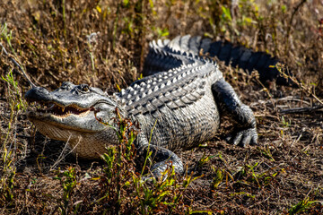 American Alligator