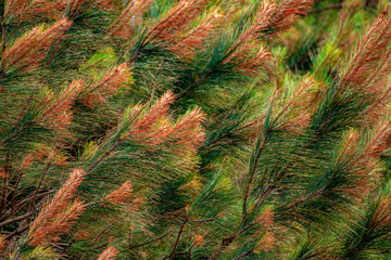 Pine Needles with Dead ends