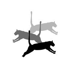 vector silhouettes of three tigers in different colors