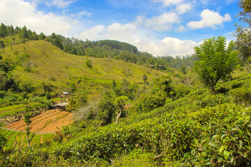 Obraz premium Dawn at tea plantation near Lipton's Seat, Haputale, Sri Lanka