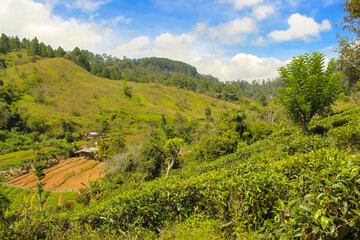 Fototapeta na wymiar Dawn at tea plantation near Lipton's Seat, Haputale, Sri Lanka