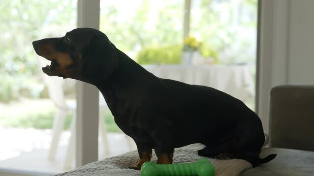 Adorable young dachshund dog on couch in his home, close up view
