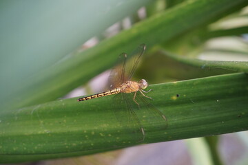 dragonfly on a leaf