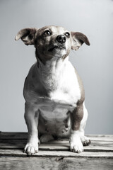 Young Jack Russel lady terrier in front of studio background