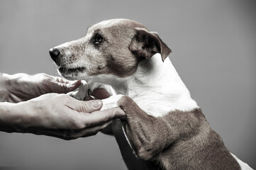 Young Jack Russel lady terrier in front of studio background