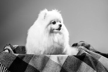 happy white pomeranian spitz dog poses in studio