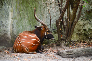Bongo Laying Down