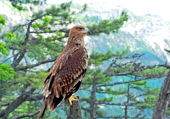 Peregrine Falcon Falco peregrinus perched on a stump