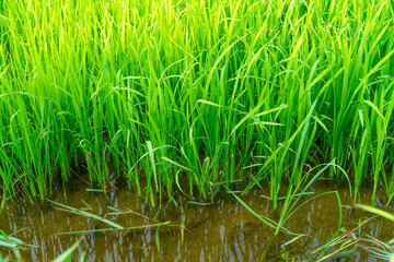 Wet rice plants are growing in the sowing stage. Food plant icon, green nature background. Evolution.