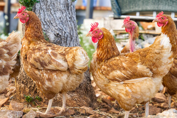Happy hen in the organic chicken farm. Eco organic chicken farm. Local farm or agriculture. A close up look of healthy Chicken or hen.
