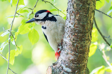 A bright spotted woodpecker sits on a tree trunk.