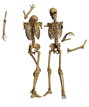 3d render skeleton lovers skulls in pieces, embrace in death