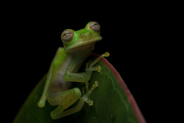 Glass frog on a black background