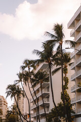 Fototapeta premium palm trees in the city