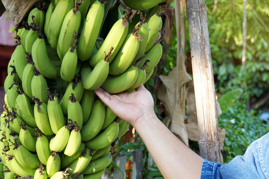 Gros Michel Banana" Images  Browse 184 Stock Photos, Vectors, and Video |  Adobe Stock