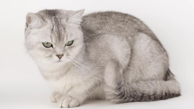gray cat with green eyes sits on a light background