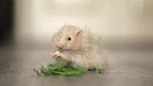 cute hamster eats greens on a light background
