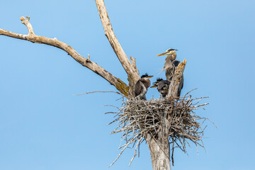 A family of Great Blue Herons sit in their nest with chicks at the heron rookery in Minneapolis Minnesota