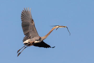 Great Blue Heron in flight near Minneapolis Minnesota carrying stick to build nest in rookery on Mississippi River