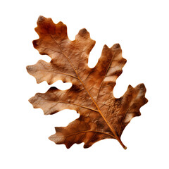 Naklejka premium dry oak leaf, generative ai