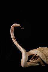 naja sputatrix sumatranus