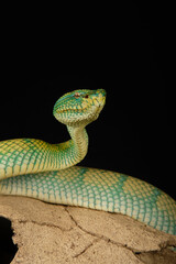 Tropidolaemus subannulatus