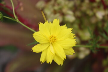 yellow flower with blur background