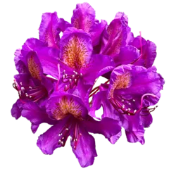 Crédence de cuisine en verre imprimé Azalée Purple rhododendron Plant