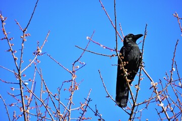 青空を背景に梅の枝に姿勢正しくとまる一羽の黒いハシブトカラス