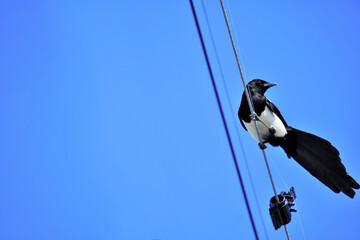 下から撮影した電線にとまる黒と白の幸運の鳥、カササギ