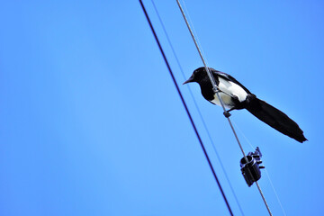 晴天の下電線にとまる黒と白の縁起がいい鳥、カチガラス